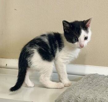 Domestic Short Hair Cats Available for Adoption in West Palm Beach, Florida - Alex | PetCurious