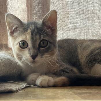 Katydid -  Domestic Short Hair Cat for Adoption in Lemoyne, Pennsylvania - Katydid | PetCurious