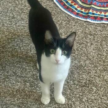 Domestic Short Hair Cats Available for Adoption in Las Vegas, Nevada - Domino | PetCurious