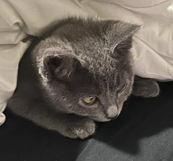 Manx Cats Available for Adoption in Dayton, Minnesota - Luna | PetCurious