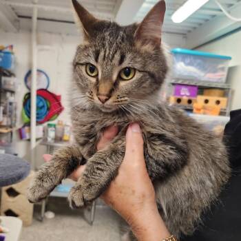 Domestic Long Hair Cats Available for Adoption in Falls Church, Virginia - CeCe | PetCurious