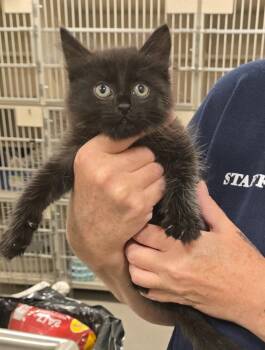 Clive -  Domestic Short Hair Cat for Adoption in New Rochelle, New York - Clive | PetCurious