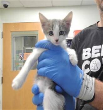 REUBEN -  Domestic Medium Hair and Domestic Short Hair Cat for Adoption in Albuquerque, New Mexico - REUBEN | PetCurious