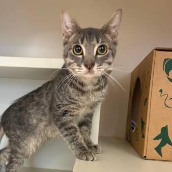 Donald -  Domestic Short Hair Cat for Adoption in Fairport, New York - Donald | PetCurious