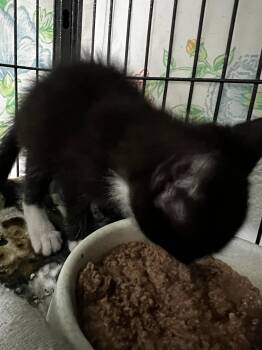 Tuxedo and Domestic Short Hair Cats Available for Adoption in Ringwood, New Jersey - Archer | PetCurious