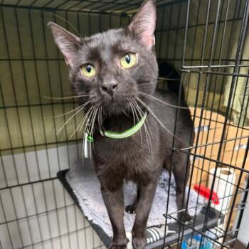Izar -  Domestic Short Hair Cat for Adoption in Normal, Illinois - Izar | PetCurious