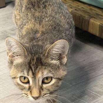 Celebrian -  Domestic Short Hair Cat for Adoption in Mears, Michigan - Celebrian | PetCurious