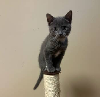 Rescue Domestic Short Hair Cats for Adoption in Ellijay, Georgia - Jester | PetCurious