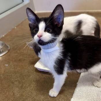 Colby -  Domestic Short Hair Cat for Adoption in Walnut Creek, California - Colby | PetCurious