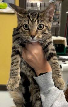 Mickey -  Domestic Short Hair Cat for Adoption in Bowling Green, Kentucky - Mickey | PetCurious