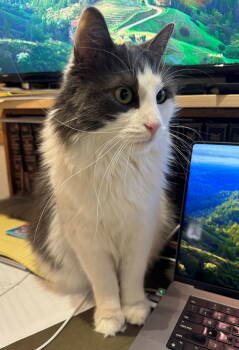 Rescue Domestic Long Hair Cats for Adoption in Hillsboro, Oregon - PIPPA #1771 - Offered By Owner | PetCurious