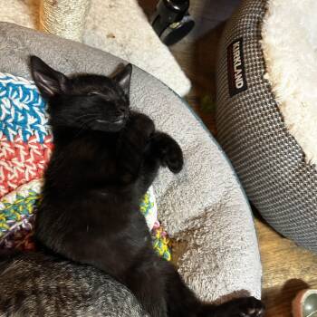 Hubba Bubba (candy B) -  Domestic Short Hair Cat Available for Adoption in Warrington, Pennsylvania - Hubba Bubba (candy B) | PetCurious