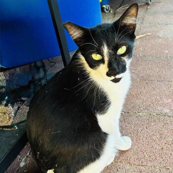 Basil -  Domestic Short Hair Cat for Adoption in Las Vegas, Nevada - Basil | PetCurious