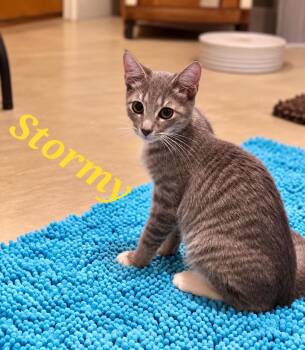 Stormy -  Tabby Cat for Adoption in Mission Viejo, California - Stormy | PetCurious