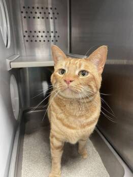 Keisha -  Domestic Short Hair Cat for Adoption in Minot, North Dakota - Keisha | PetCurious