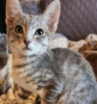 Mario -  Domestic Short Hair Cat for Adoption in Millcreek, Utah - Mario | PetCurious