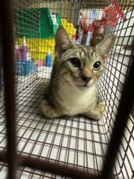 PAW MCCARTNEY -  Domestic Short Hair Cat for Adoption in Jacksonville, Florida - PAW MCCARTNEY | PetCurious