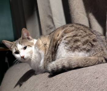 Little Honey -  Domestic Short Hair Cat for Adoption in Lincoln, Nebraska - Little Honey | PetCurious