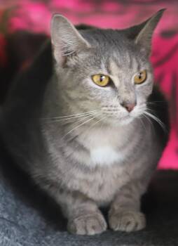 Rescue Domestic Short Hair Cats for Adoption in North Fort Myers, Florida - Frida | PetCurious