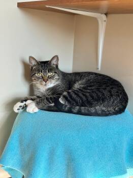Rescue Domestic Short Hair Cats for Adoption in Hackensack, Minnesota - Sparky | PetCurious