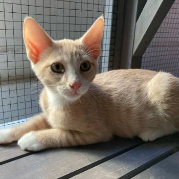 Rescue Domestic Short Hair Cats for Adoption in Los Angeles, California - Malibu | PetCurious