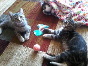 Rescue Domestic Short Hair Cats for Adoption in Fairfax, Virginia - New York Kittens | PetCurious