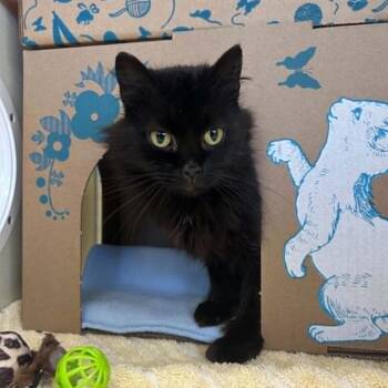 Mia -  Domestic Short Hair Cat for Adoption in West Olive, Michigan - Mia | PetCurious