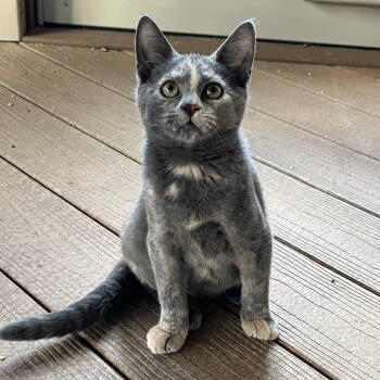 Rescue Domestic Short Hair Cats for Adoption in Abingdon, Maryland - 1125-96 Misty | PetCurious