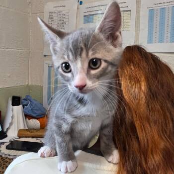 Cindy -  Domestic Short Hair Cat for Adoption in Eureka Springs, Arkansas - Cindy | PetCurious