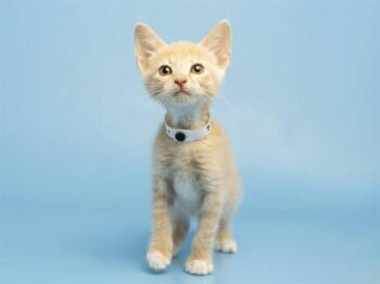 MACKY -  Domestic Short Hair Cat for Adoption in Phoenix, Arizona - MACKY | PetCurious