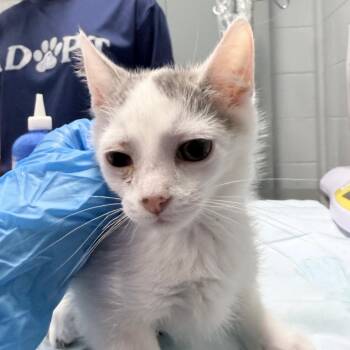 Brooke -  Domestic Short Hair Cat for Adoption in Summerville, South Carolina - Brooke | PetCurious