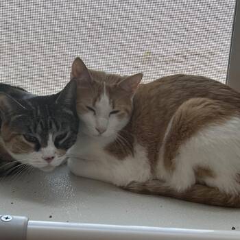 Domestic Short Hair Cats Available for Adoption - Ella | PetCurious