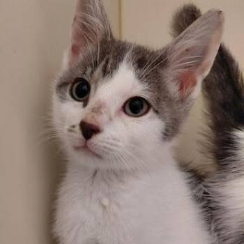 Ricky -  Domestic Short Hair Cat for Adoption in Germantown, Tennessee - Ricky | PetCurious