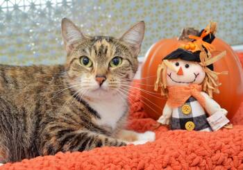 Rescue Domestic Short Hair and Tiger Cats for Adoption in Sanford, Florida - Penelope | PetCurious