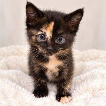 Caramel -  Domestic Short Hair Cat for Adoption in Homer Glen, Illinois - Caramel | PetCurious