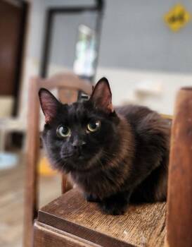 Rescue Maine Coon Cats for Adoption in Parlier, California - Cat 26998 (Chester) | PetCurious