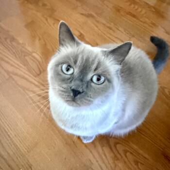 Mimi Rogers -  Siamese and Domestic Short Hair Cat for Adoption in Richmond, Virginia - Mimi Rogers | PetCurious
