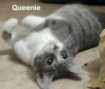 Queenie -  Domestic Short Hair Cat for Adoption in Chicopee, Massachusetts - Queenie | PetCurious