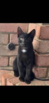 Rescue Domestic Short Hair Cats for Adoption in Collierville, Tennessee - Marble | PetCurious