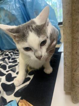 Ginger -  Domestic Short Hair Cat for Adoption in Raleigh, North Carolina - Ginger | PetCurious