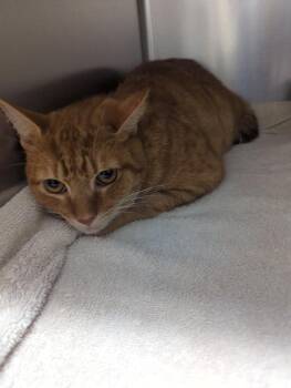 Mango -  Domestic Short Hair Cat for Adoption in Rocky Mount, North Carolina - Mango | PetCurious