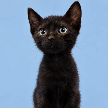 Maverick -  Domestic Short Hair Cat for Adoption in Cleveland, Texas - Maverick | PetCurious