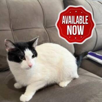Domestic Short Hair Cats Available for Adoption in Lowell, Massachusetts - Angel | PetCurious