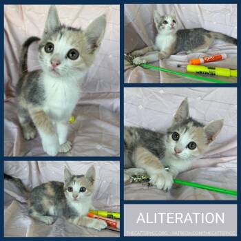 Aliteration -  Domestic Short Hair Cat for Adoption in Corpus Christi, Texas - Aliteration | PetCurious