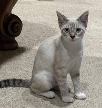 Rescue Domestic Short Hair Cats for Adoption in Pasadena, Texas - HALO | PetCurious