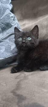 Boston -  Domestic Short Hair Cat for Adoption in Westfield, Massachusetts - Boston | PetCurious