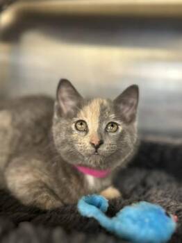 Domestic Short Hair Cats Available for Adoption in Munster, Indiana - Pomegranate | PetCurious