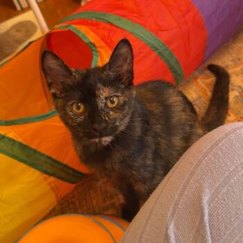 Mavis -  Domestic Short Hair Cat for Adoption in New Berlin, Wisconsin - Mavis | PetCurious