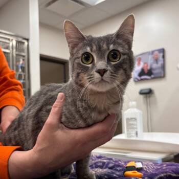 Domestic Short Hair Cats Available for Adoption in Nashville, Indiana - Olive | PetCurious