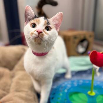 Ms. Old Man -  Domestic Short Hair Cat for Adoption in Fairport, New York - Ms. Old Man | PetCurious